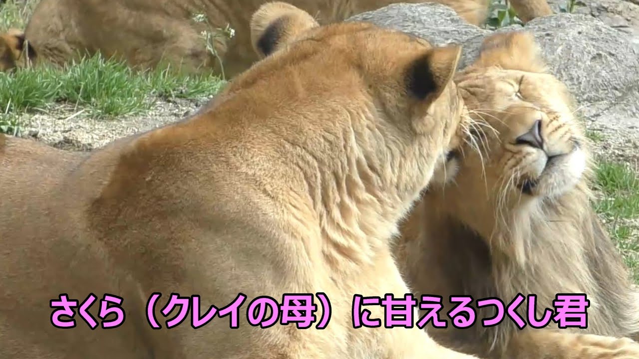 ほんとの親子みたいなさくら（クレイの母）とつくし君♡とべ動物園にて