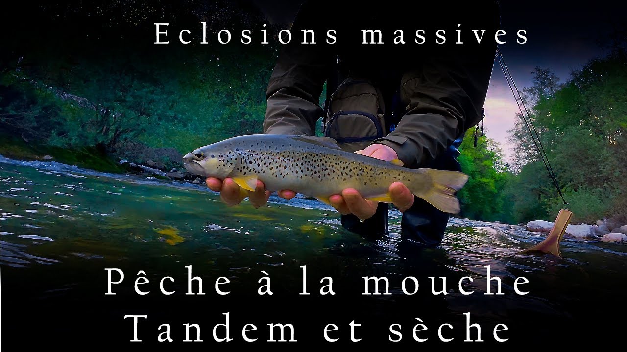Pêche à la mouche en tandem sèche & nymphe : éclosions massives au coup du soir !
