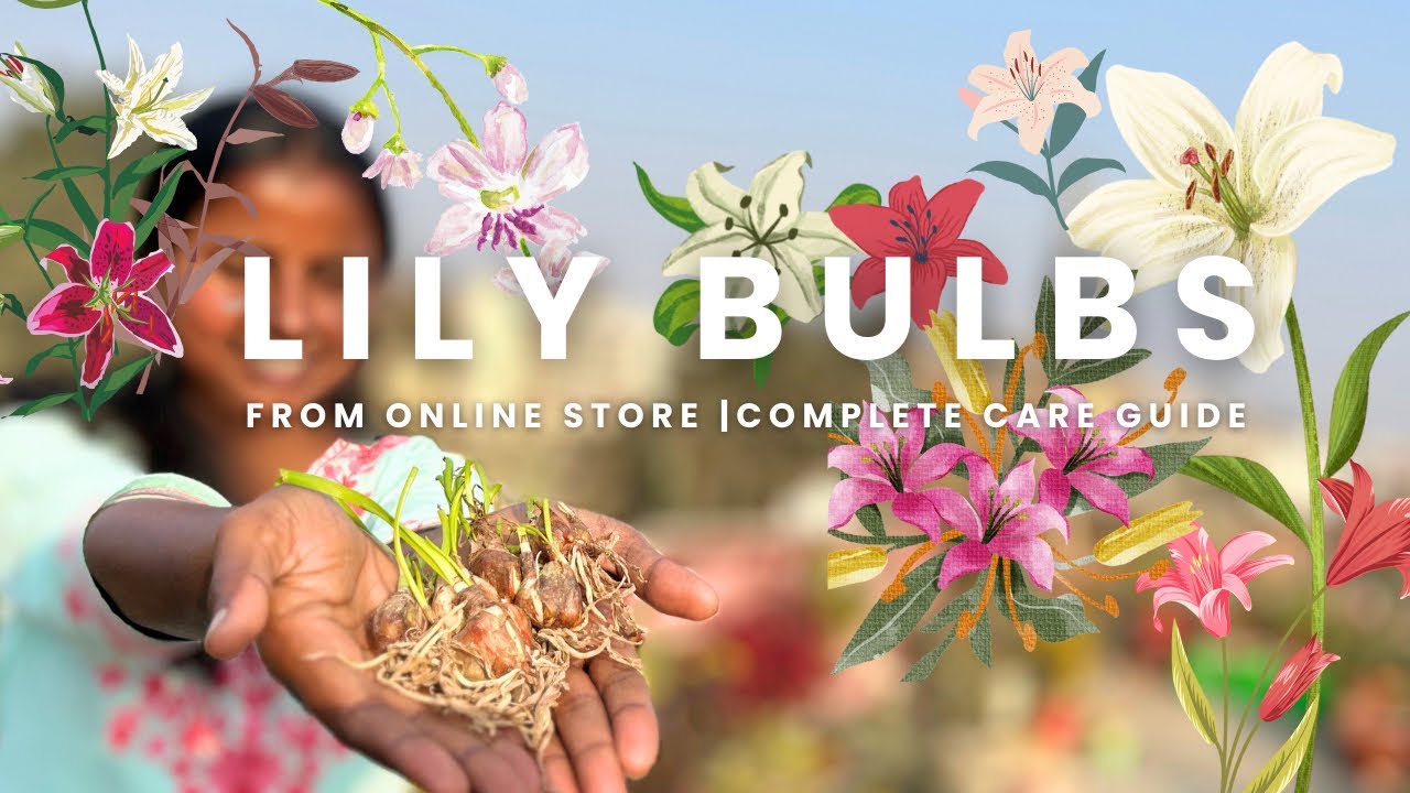 How to Plant Lily Bulbs Correctly | Complete Repotting & Care Guide✅ #divinegarden98 