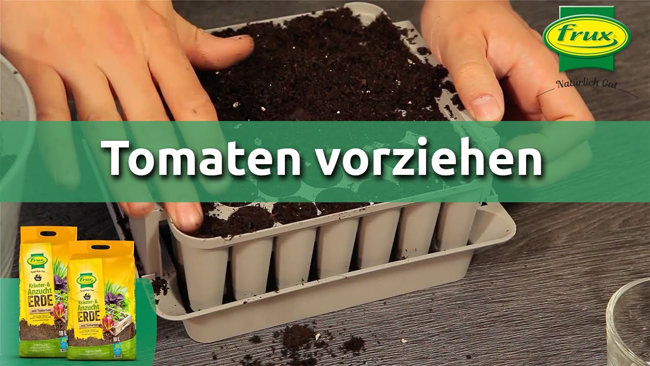 Tomaten auss&auml;en & vorziehen &ndash; Schritt-f&uuml;r-Schritt Anleitung f&uuml;r gesunde Tomatenpflanzen 🌱