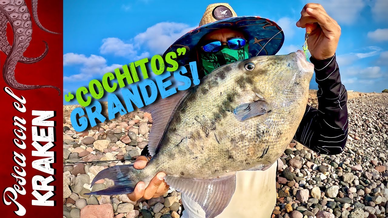 PESCA DE ¨COCHITOS¨ GRANDES!!! | Pez Ballesta con Mini Krak