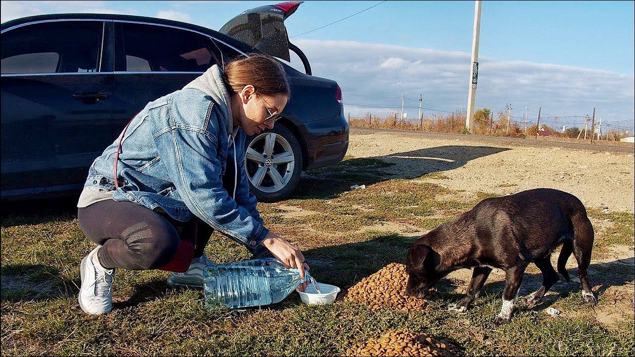 Two Dogs on the Roadside Cried for Help Until Someone Heard Them