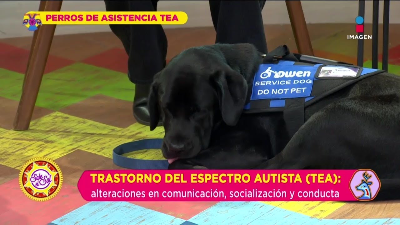 Beneficios de los perros de asistencia TEA en niños con espectro autista | Sale el Sol