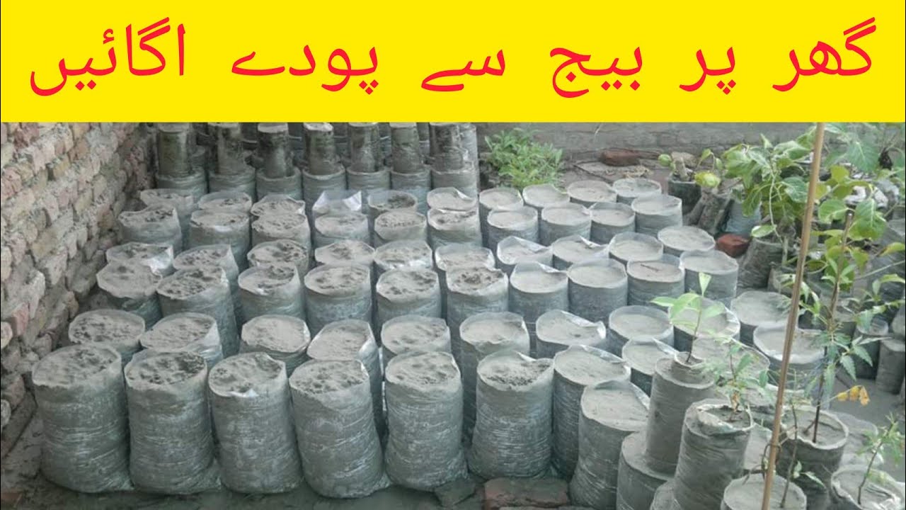How to grow plants  How to grow different plants from seeds  گھر پر بیج سے پودے لگانے کا آسان طریقہ