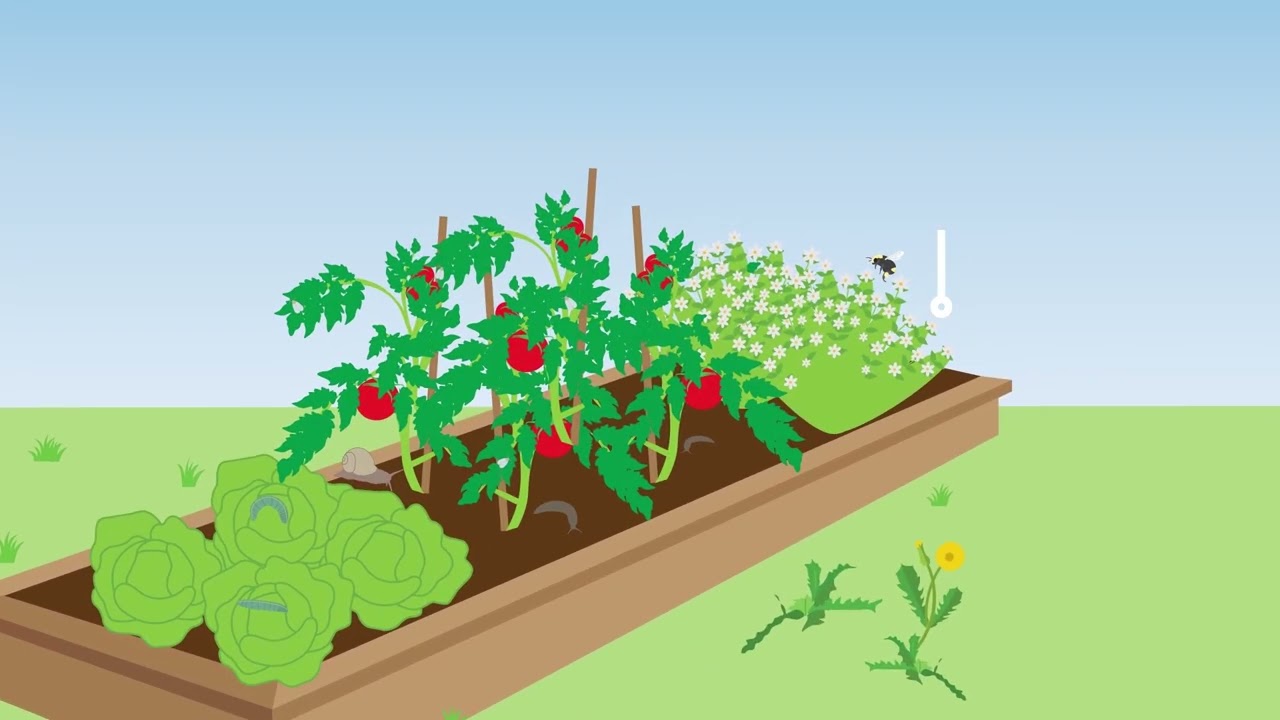 Backyard Garden IPM
