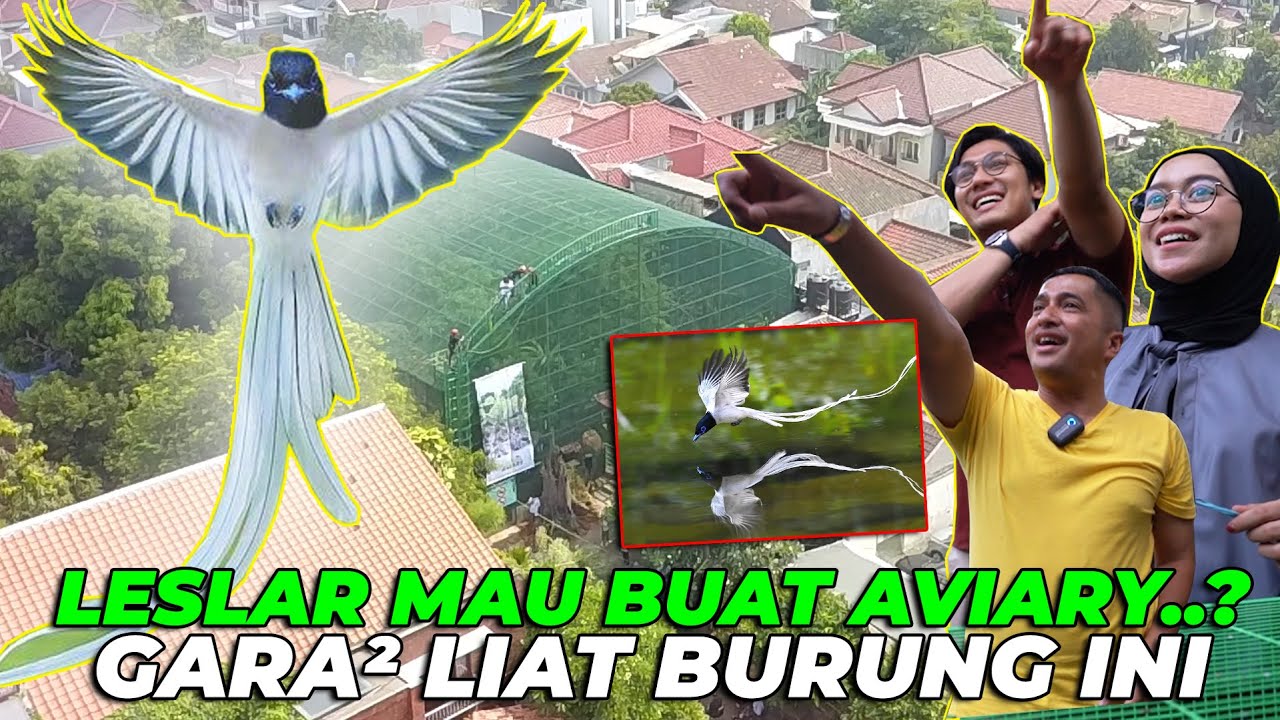 LESTY BILLAR MAU BUAT AVIARY...? YG BENER AJA...
