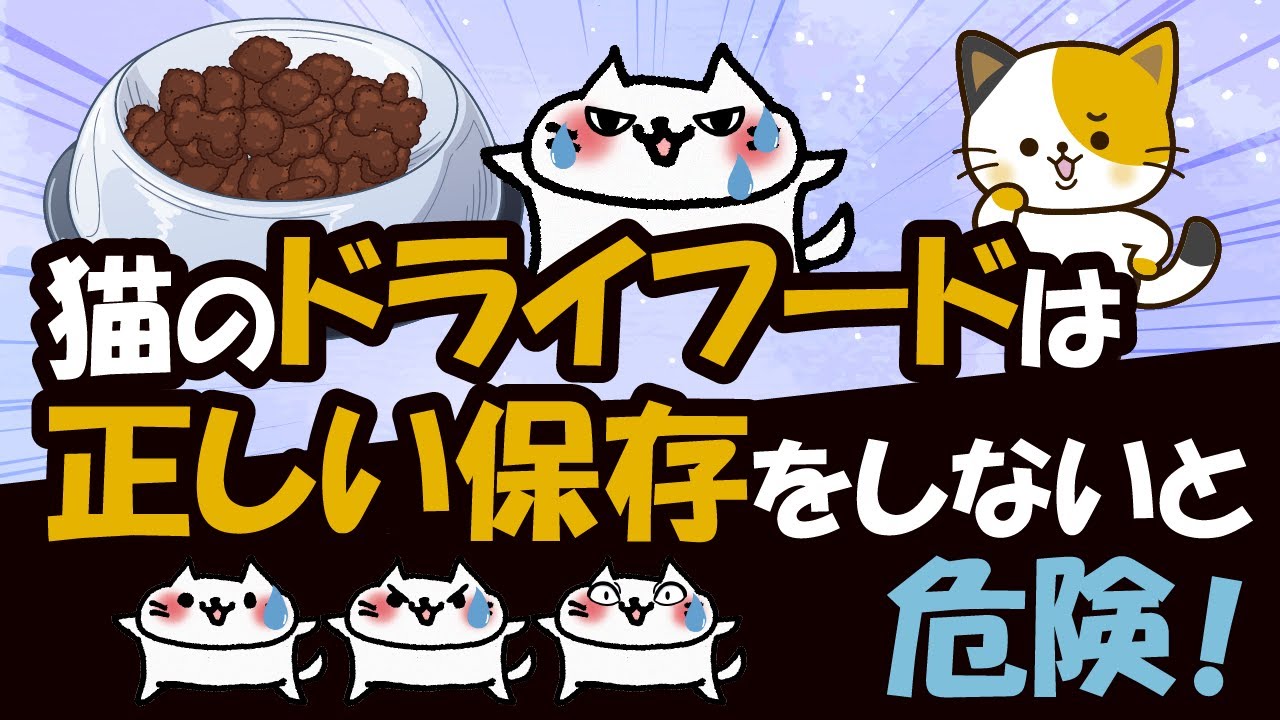 猫のドライフードの正しい保存方法を未開封・開封ごとに解説！