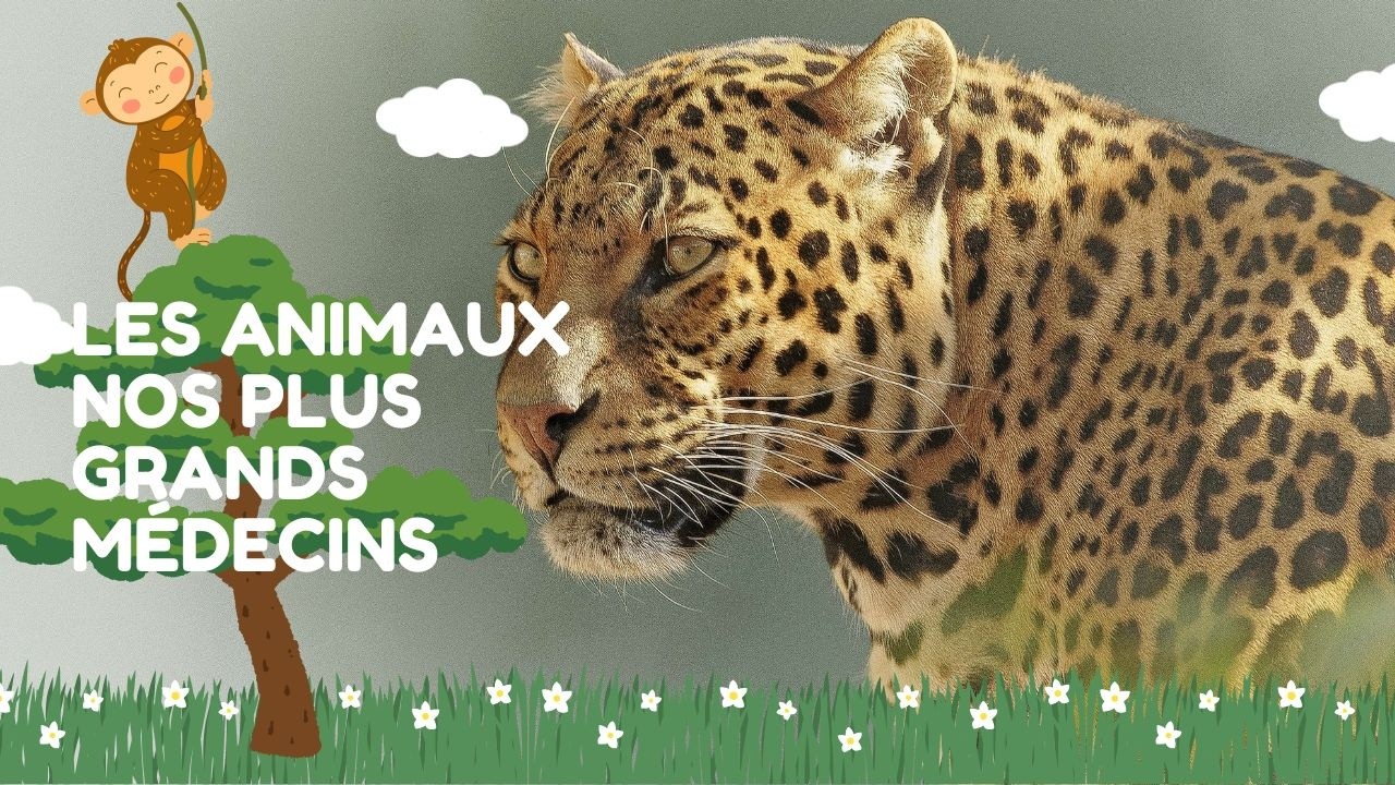 Les animaux, nos plus grands médecins dans Poil de Culture @vec Anne-Sophie