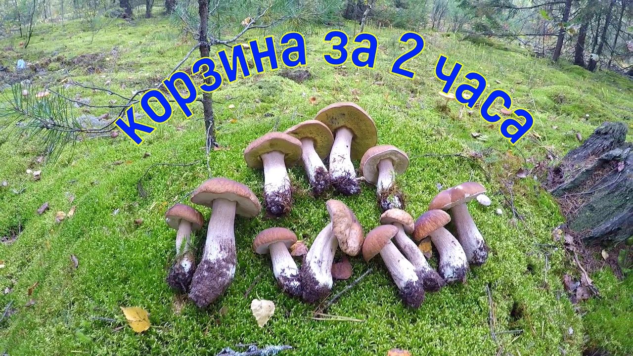 Корзина белых за 2 часа  Сбор белого гриба в бору