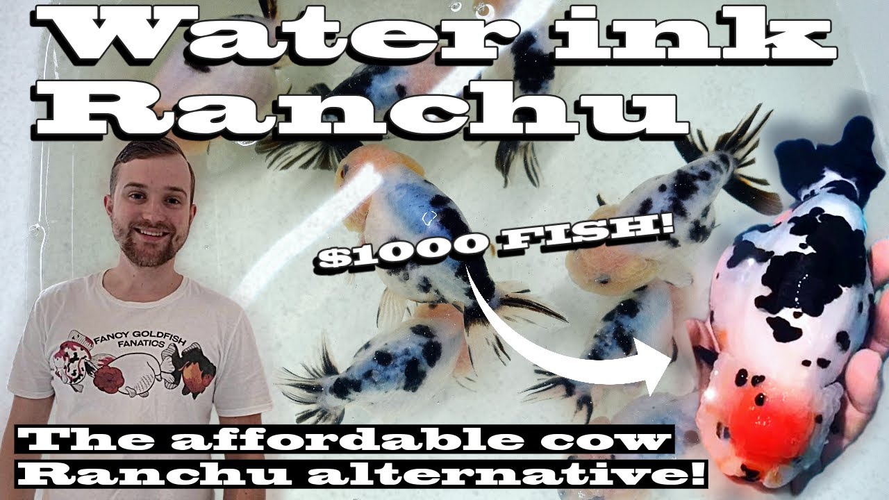 Выбор водяных чернил Ranchu | Водные чернила против Cow Ranchu | НЕ запутайтесь! | Подробный обзор