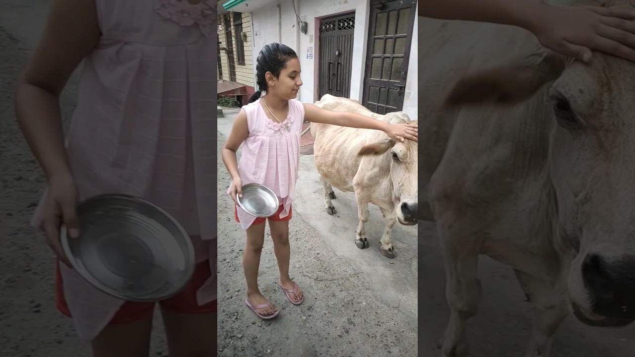 GAU GRASS FEEDING BY LAKSHITA