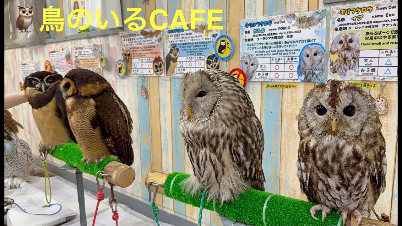 Japan's Special Owl Cafe! | Owl park Tokyo🦉    | Tokyo Experience Channel