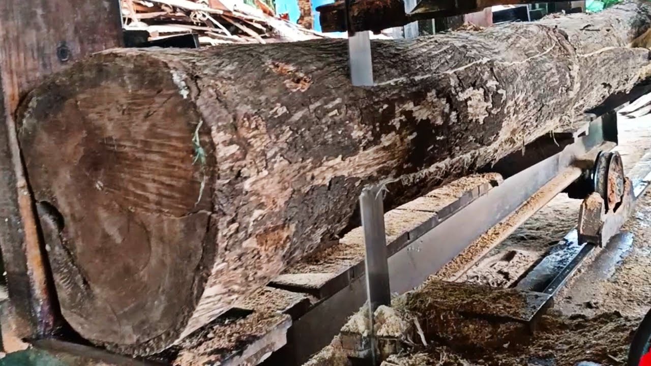 extraordinary straight logs of old teak full of expensive grain at the sawmill 