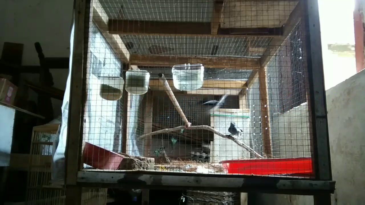 Nekat menjodohkan burung kacer cuma 2 hari!!! Apa yang terjadi???