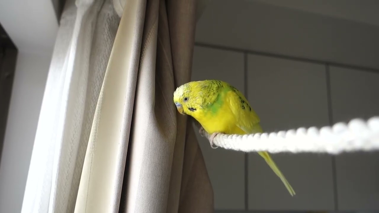 ロープ上で挨拶練習＆カーテンを壊そうとする？セキセイインコ、チャッピー Chappy is chattering and trying to tear the curtains on the rope