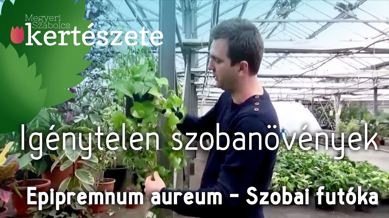 Ig&eacute;nytelen szoban&ouml;v&eacute;nyek: Epipremnum aureum/Scindapsus aureus - Szobai fut&oacute;ka