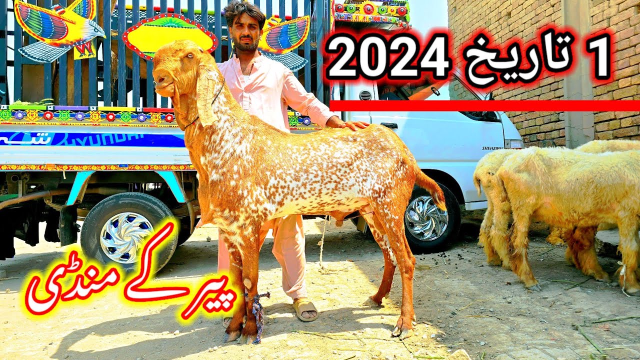 Sabir goat farm 1 tarikh 2024 Peer Ki Mandi ki video ...