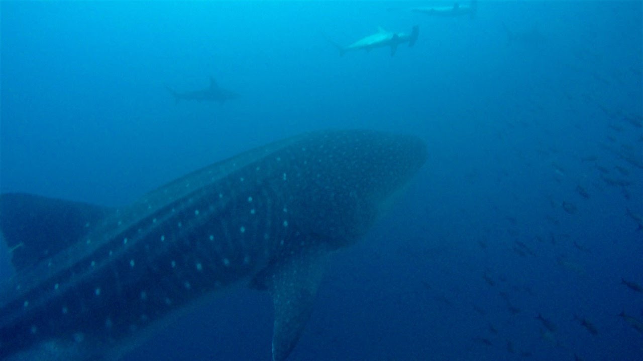 Diving in Galapagos with thousands of sharks 4K