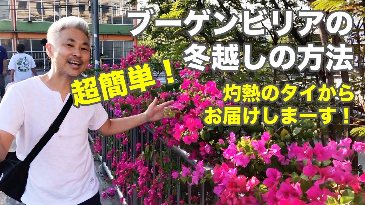 ブーゲンビリアの冬越し 水やり、肥料、冬の育て方を詳しく！