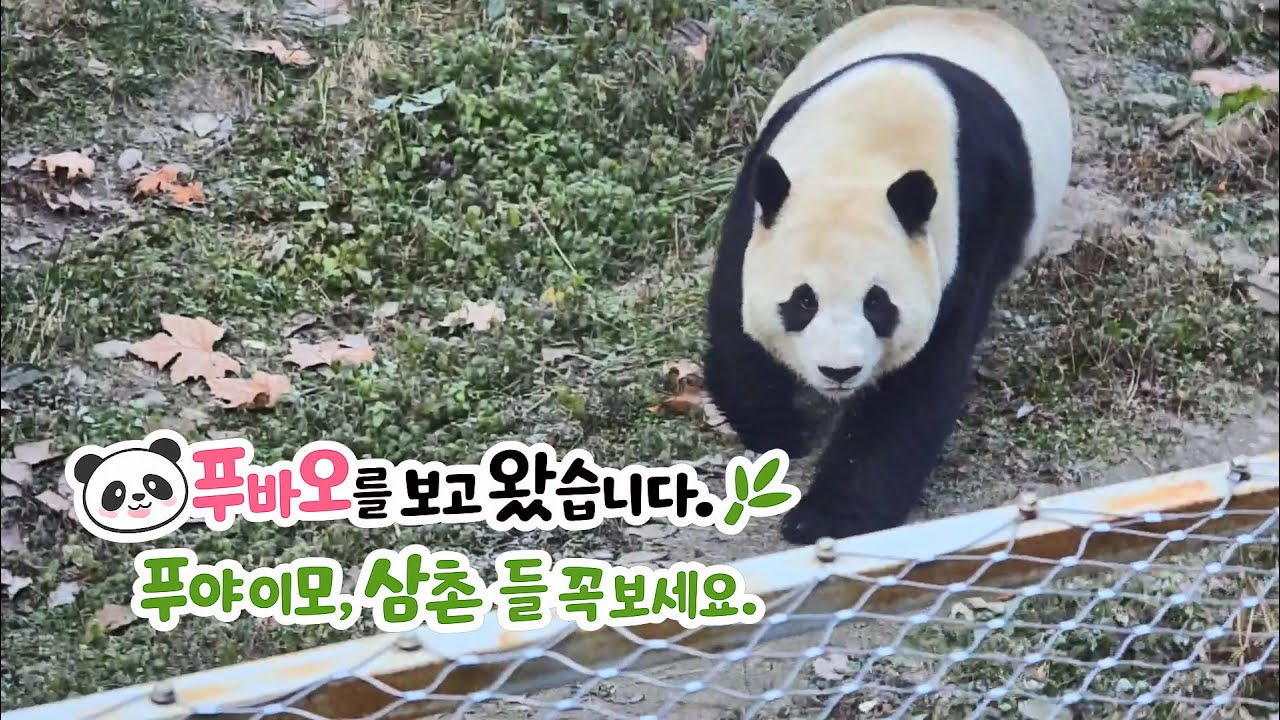 2026년 1월 청두 #푸바오 를 직접 보고 왔습니다. / 중국 (4)