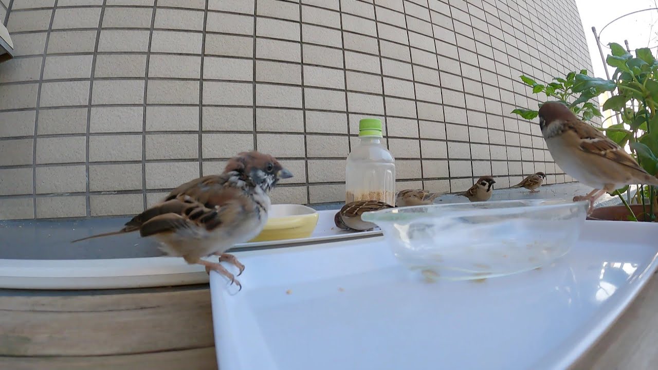 毛がぼろぼろのスズメ20251129
