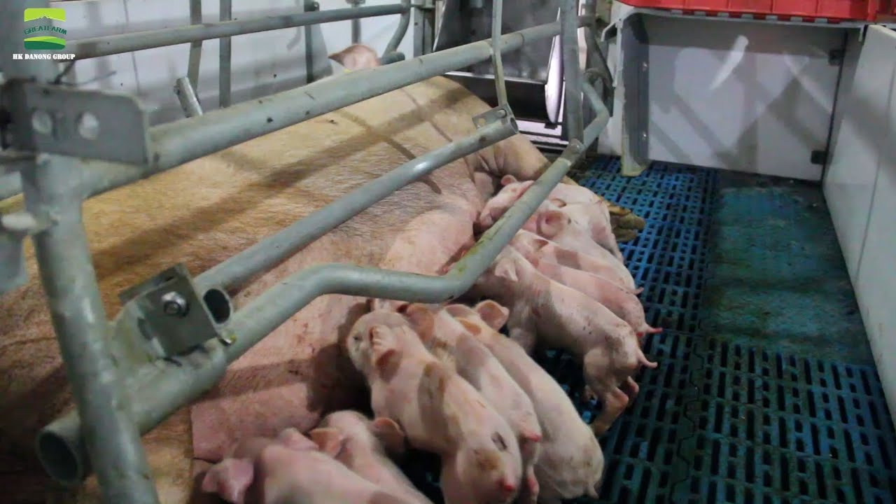 (SOW FARROWING)How to give a sow a comfortable and safe farrowing bed