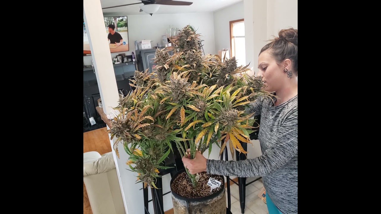 chop day granddaddy purple