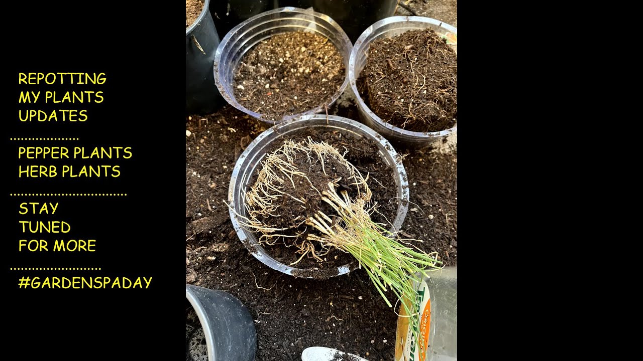 REPOTTING MY PLANTS UPDATES🌿PEPPER AND HERB PLANTS 🌿THIS IS A GREAT WAY TO REVIVE IT #GARDENSPADAY