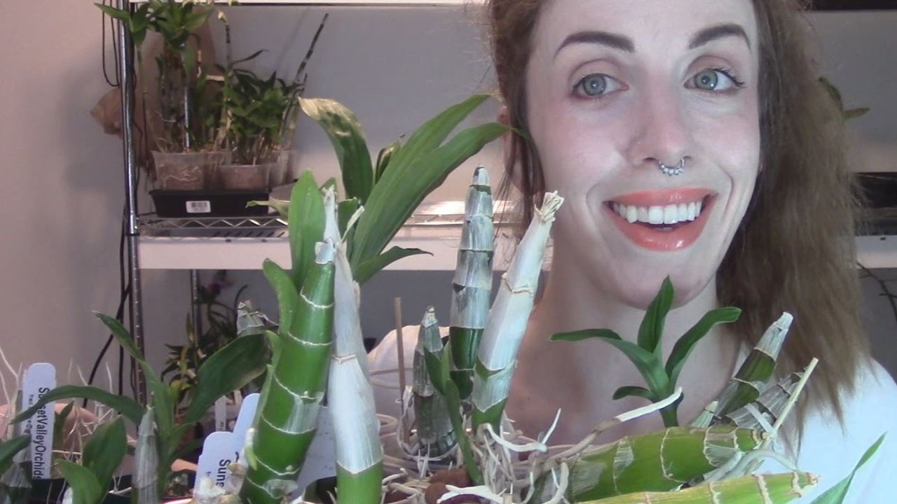 Catasetum Culture: how to water as catasetums come out of dormancy