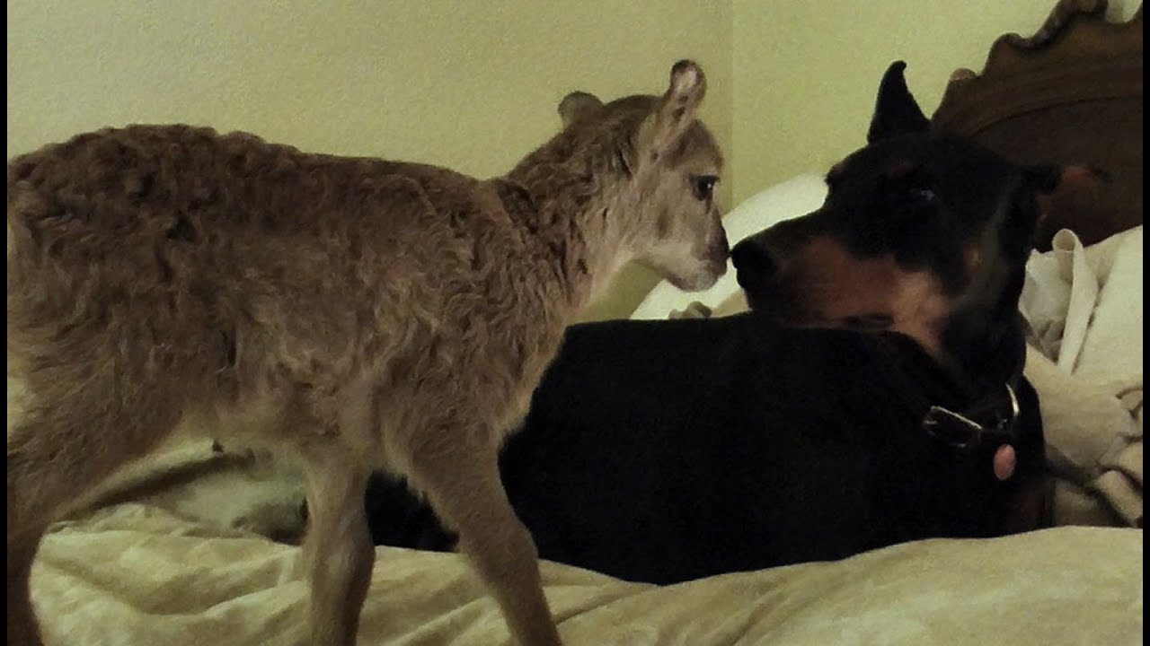 Gentle Doberman Meets a Lamb
