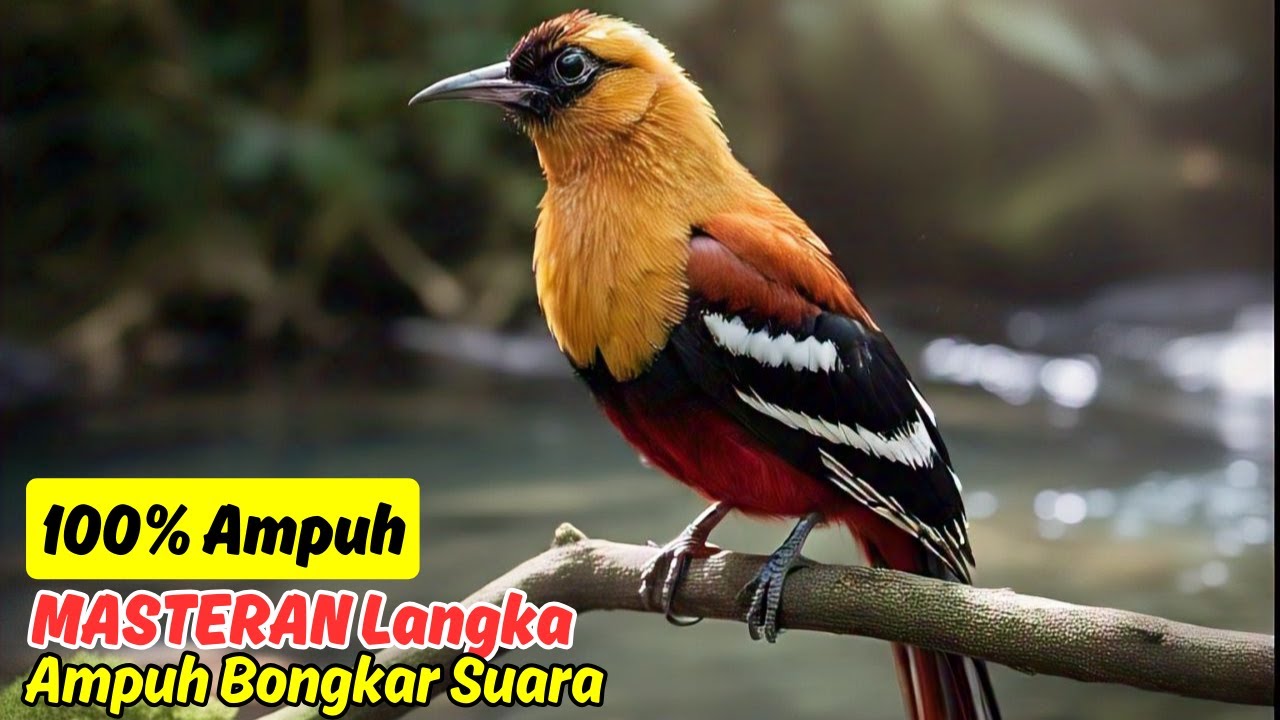 KRETEKAN GANAS LEVEL 100! MURAI BATU DIAM AUTO NGEKEK 10 MENIT!