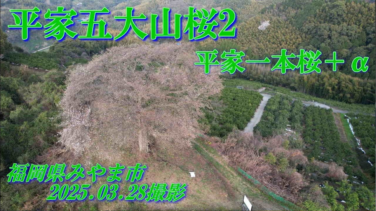 みやま市平家五大山桜シリーズ2　平家の一本桜　2025.03.28撮影