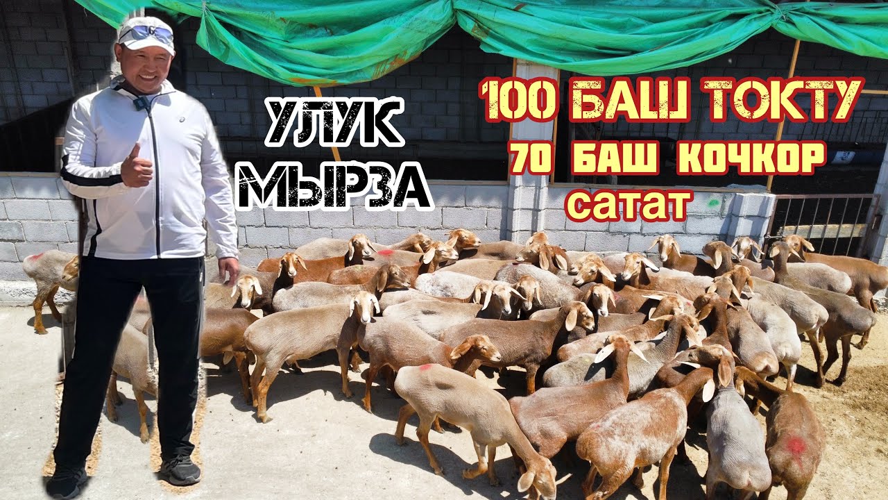 Мына сага!! Улук Мырза 100 токтуну сатыкка чыгарды ~ Кара-Балта шаары