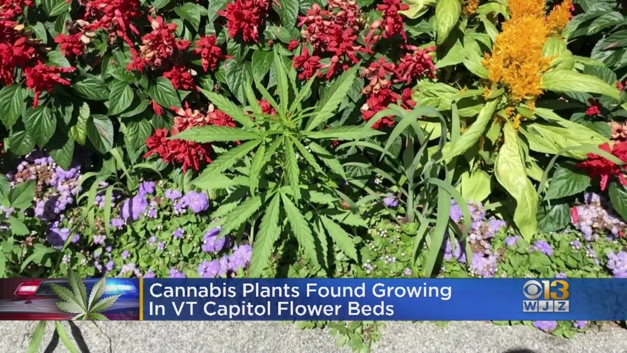 34 Cannabis Plants Found Growing In Flower Beds At The Vermont Capitol