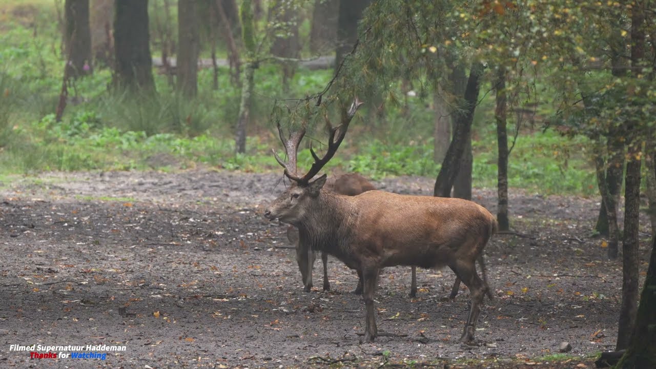 Wildspotter van de Veluwe | Plaatshert met bronstroedel - Red Deer Rut Season Veluwe - Sony A7 IV 📷