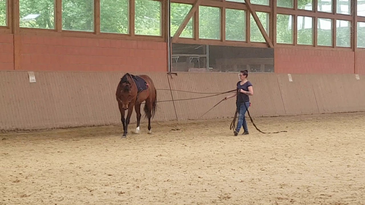 CrossfitHorses nach 1 Woche Teil 6