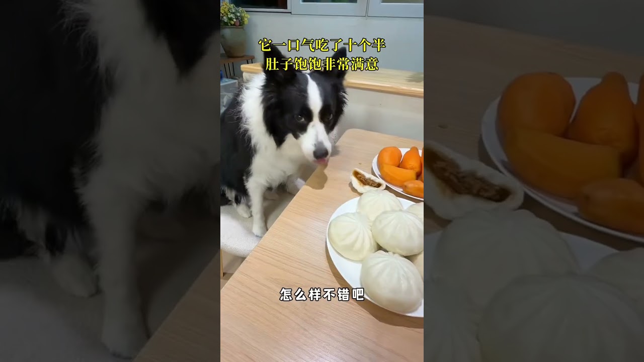 The border Collie is extravagant and unrestrained. Even when it does bad things its owner