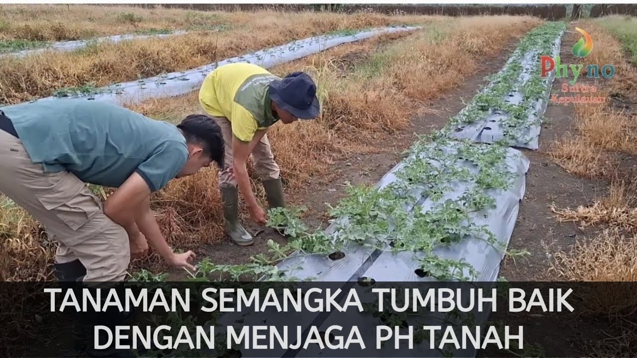 TANAMAN SEMANGKA TUMBUH BAIK DENGAN MENJAGA PH TANAH 