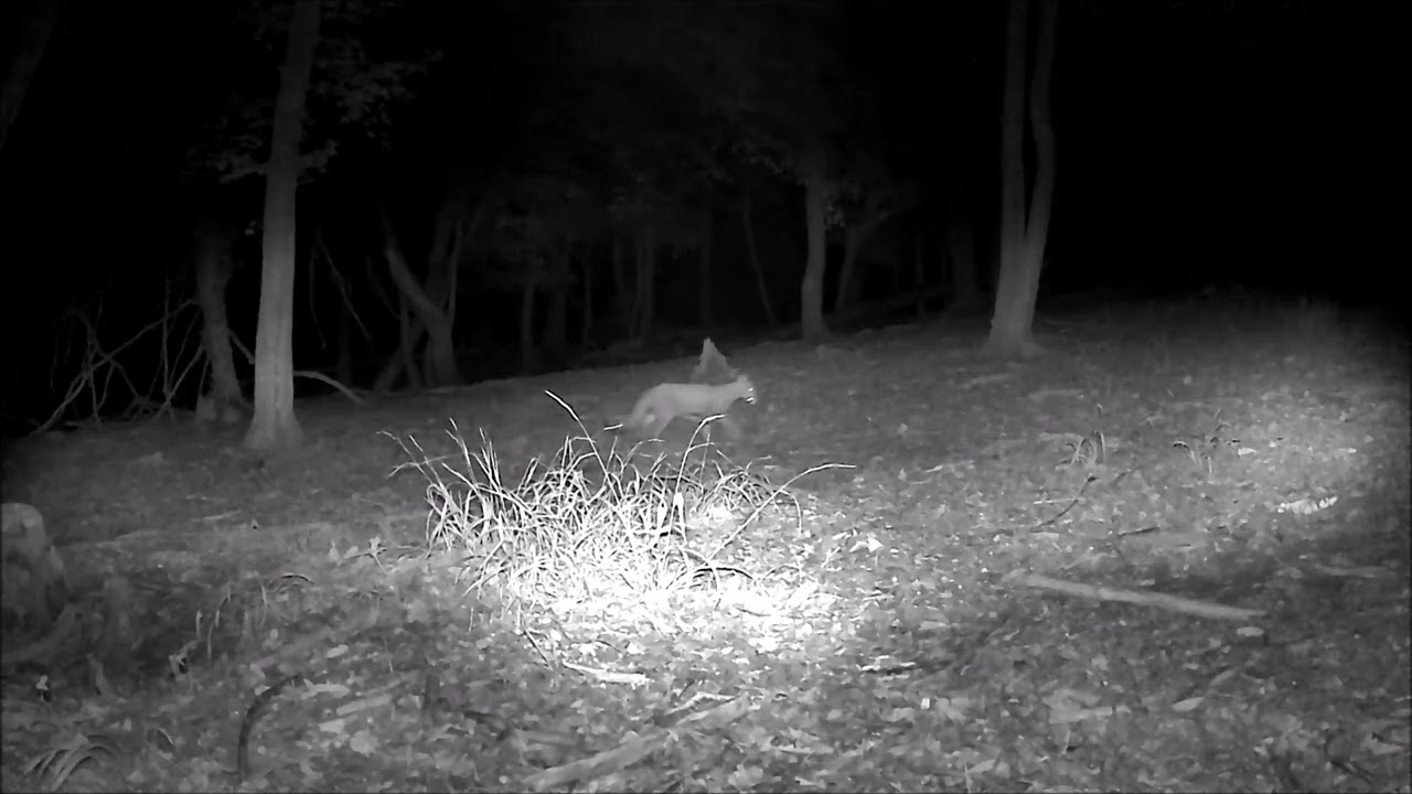 Mačka Divá -Felis Silvestris-Wild cat