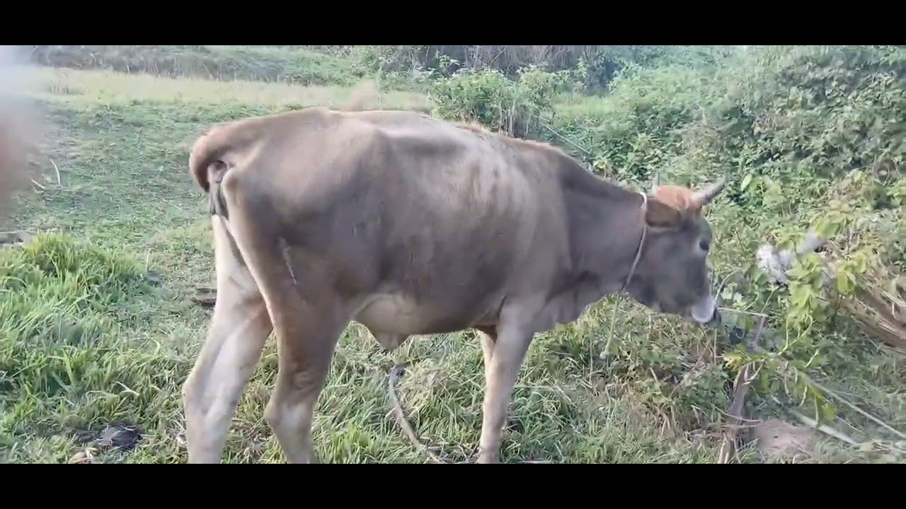 Video asli Menggambala sapi lembu di tepat yang indah 