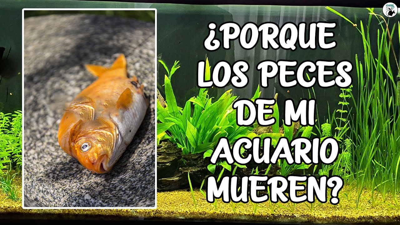 7 RAZONES por las QUE MUEREN tus PECES EN EL ACUARIO | AcuariosLP