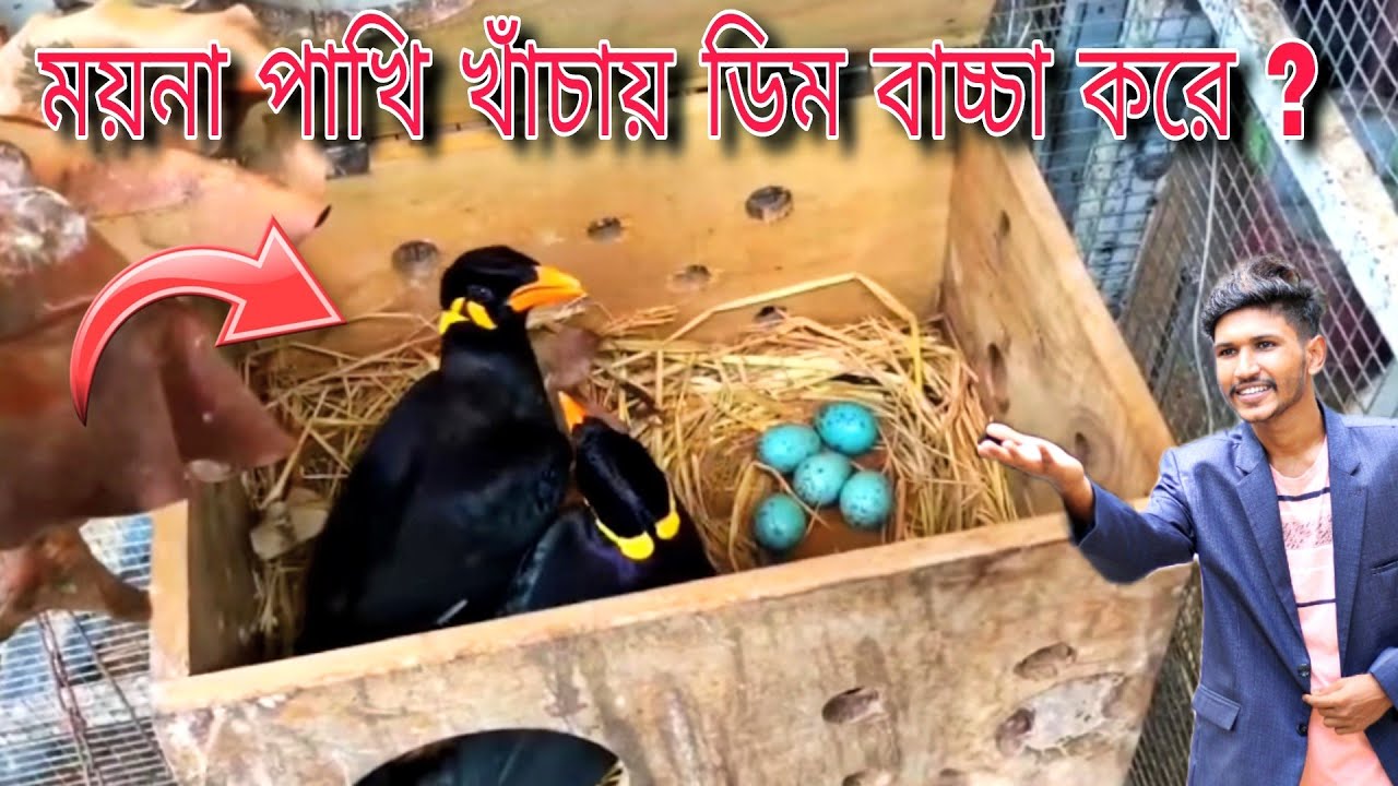 ময়না পাখি খাচায় কিভাবে ডিম বাচ্চা করাবেন ?? ময়না পাখি খাচায় ডিম বাচ্চা//ময়না পাখির ডিম বাচ্চা
