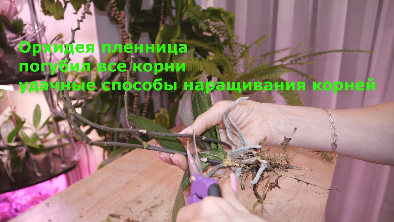Подселенец уничтожил корни орхидее. МИЛО это вначале, потом 😲. Как наращиваю корни орхидее.