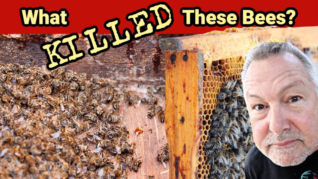 Beekeeping | Protect Your Beekeeping Investment From Being Lost To Farm Chemical Overspray