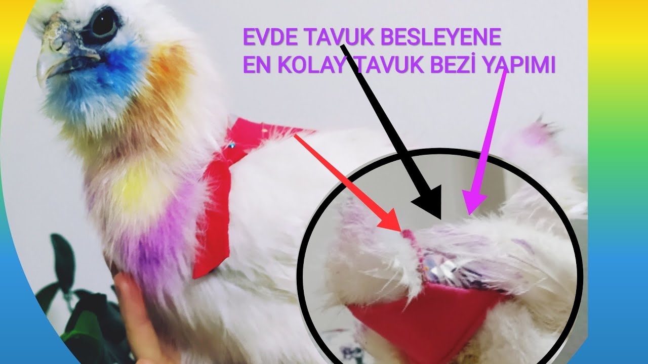 EVDE TAVUK BESLEMEK İSTEYENLERE EN KOLAY VE PRATİK TAVUK BEZİ YAPIMI/ HOW TO MAKE CHICKEN DIAPERS