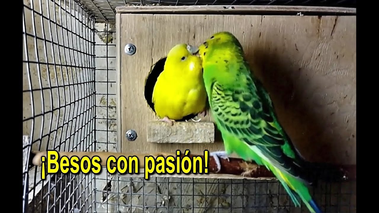 ¡Periquitos besándose con pasión! Momentos tiernos y divertidos