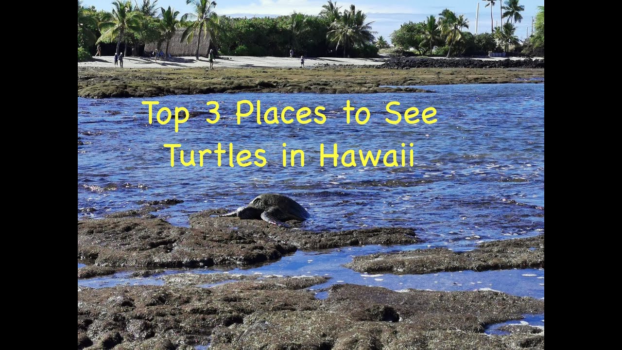 Where to See Turtles on the Big Island of Hawaii