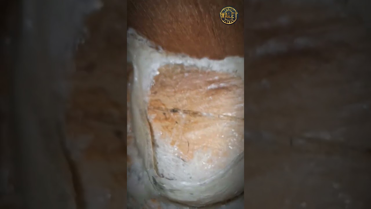 panen sarang walet pakai suara inap melak#suarawalet#walet #RBW