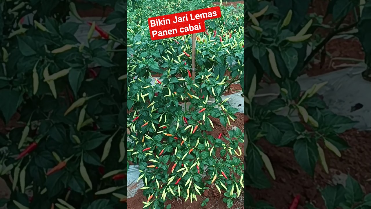 Panen cabai Rawit Yang Membuat Tangan Lemas
