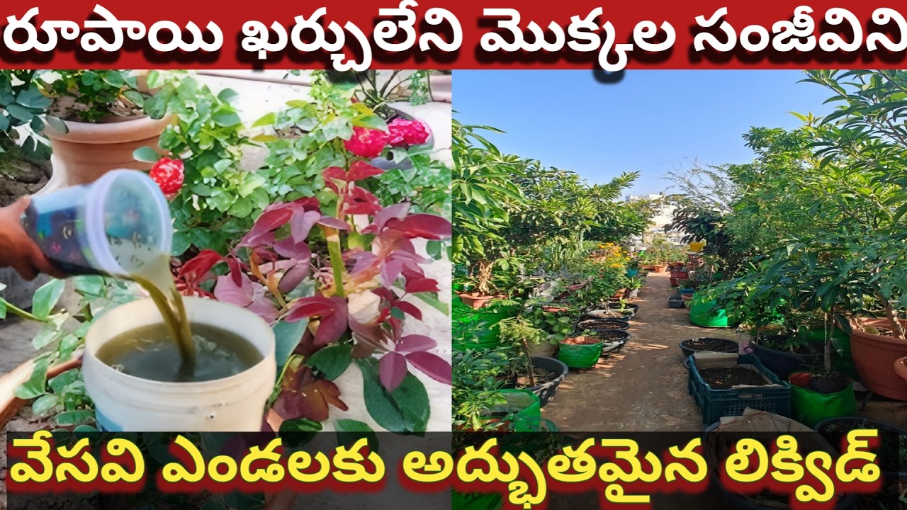 రూపాయి ఖర్చులేని మొక్కలకి చల్లని జ్యూస్ ఇవ్వండి.. ఎంత ఎండ ఉన్నా తట్టుకుంటాయి// liquid fertilizer